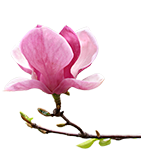magnolia-icon