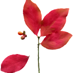 red-leaves-icon