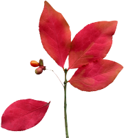 red-leaves-icon