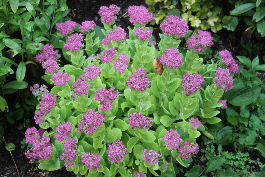 These Fall Blooming Perennials from a Doylestown Perennial Garden