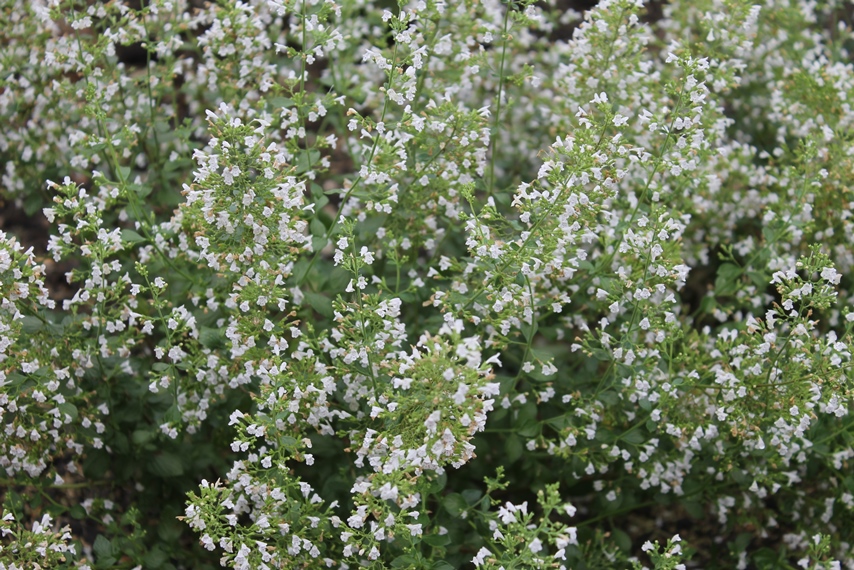 perennialswhiteflowersfall Peter Jerrom Landscapes